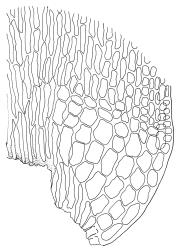 Sclerodontium pallidum, alar cells of branch leaf. Drawn from J.E. Beever 22-64, CHR 104668.
 Image: R.C. Wagstaff © Landcare Research 2018 
